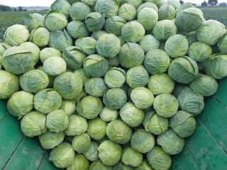 I m selling white cabbage, high quality.