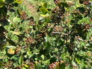 Our Aronia are grown up on the best ecological