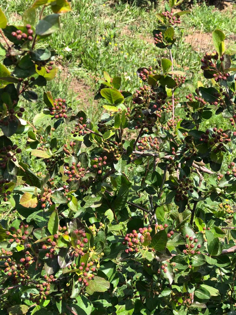 Our Aronia are grown up on the best ecological enviorement.Land is placed on 700m above the sea level close to the lake.Our product is 100% bio grown up