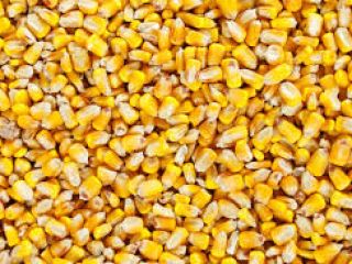 QUALITY OF GOODS Humidity: not more than 14.5%; Garbage: