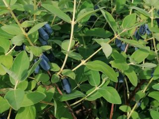 I will sell Kamchatka berries. Wholesale quantities, price to