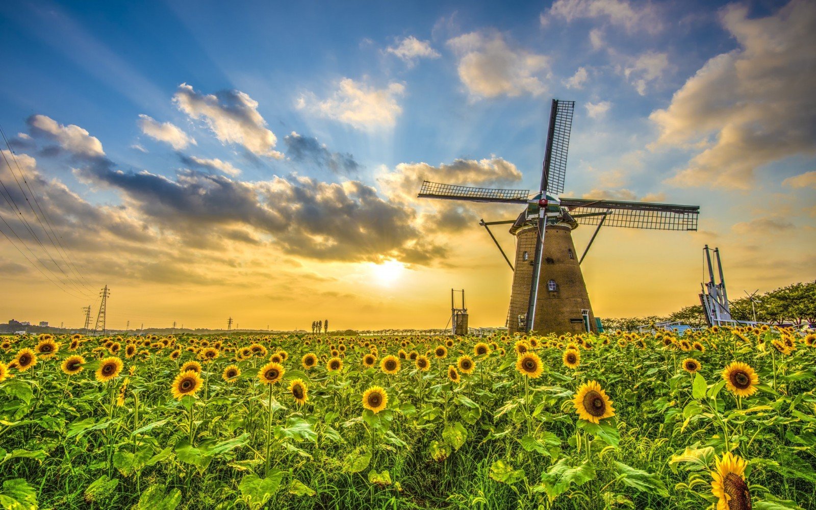 DAP Sunflower, rapeseed, wheat, barley, long-term business