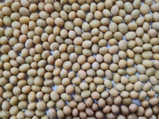 we sell soybeans in large quantities with the possibility