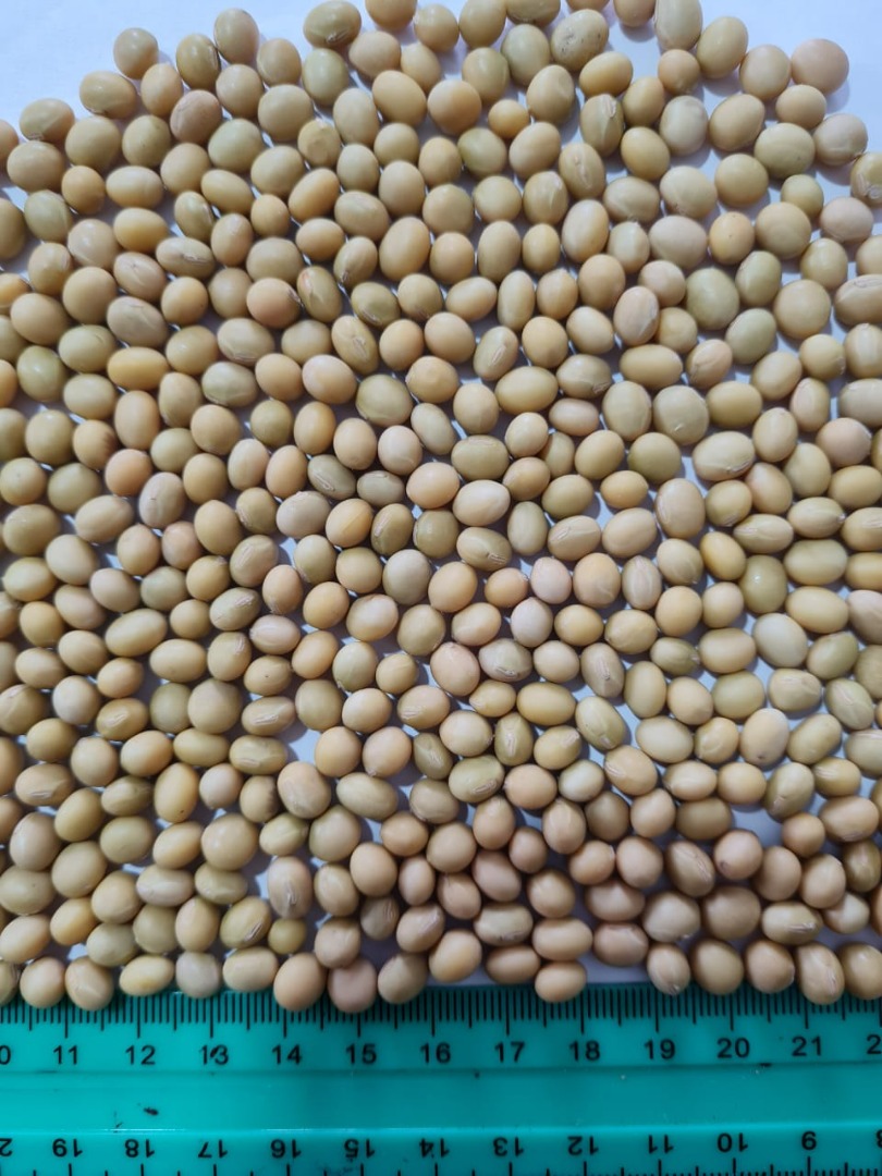 we sell soybeans in large quantities with the possibility of delivery to Poland