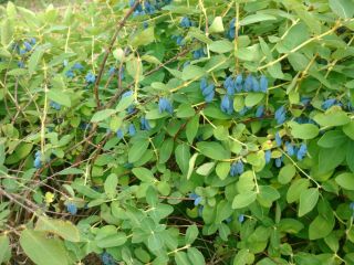 I will sell Kamchatka berries from June 20. We
