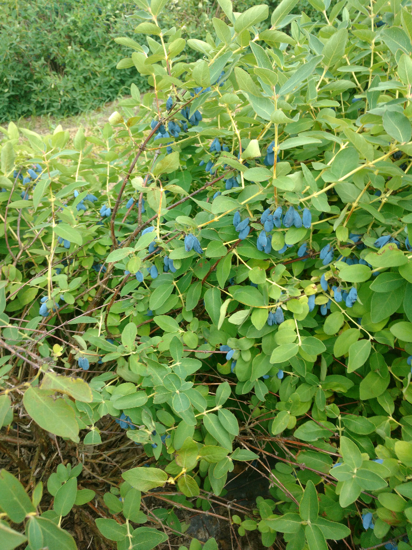 I will sell Kamchatka berries from June 20