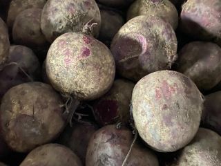 Fixed price contract. Beetroots varieties Vodan and Pablo. Brix