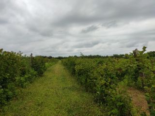 2.5 hectares of blackberry viber