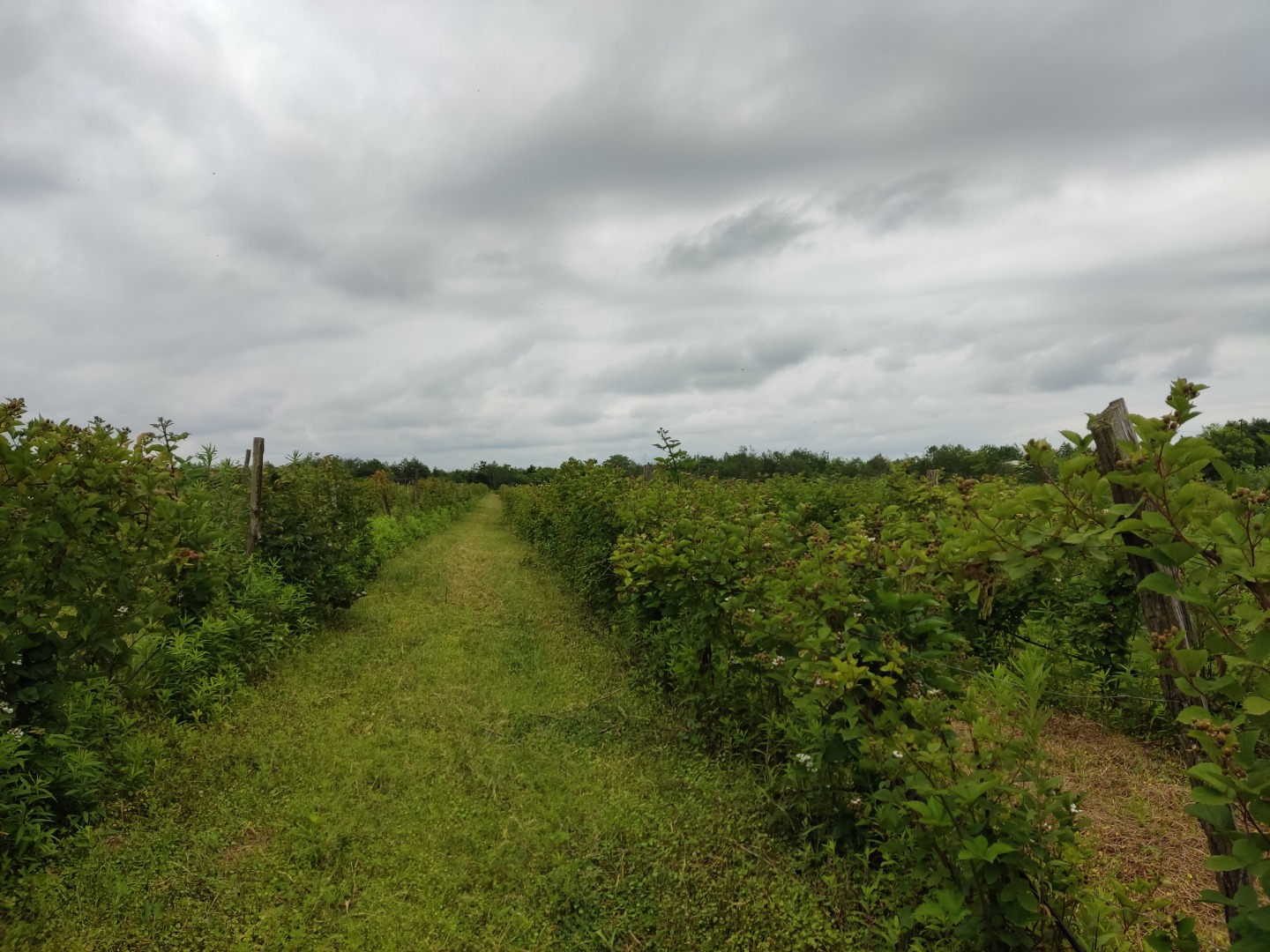2.5 hectares of blackberry viber