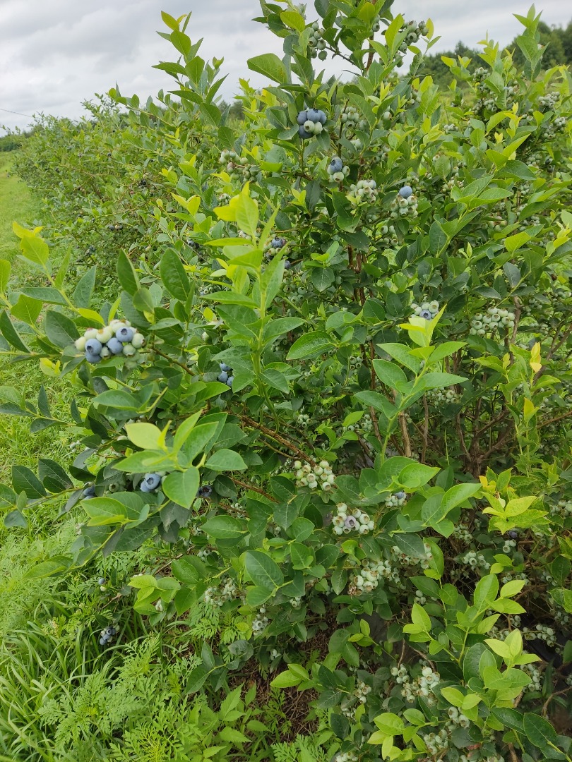 high quality blueberry bluecorp / legacy /Aleksandra, oneyll 2 hectares +