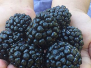 Starting July 10, we sell blackberries Thonfree. Cultura is