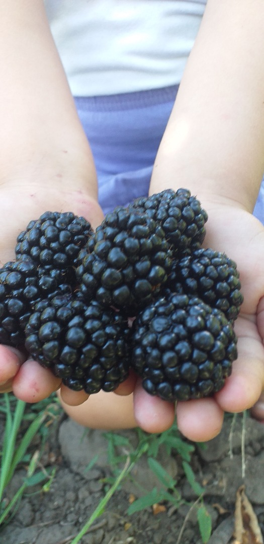Starting July 10, we sell blackberries Thonfree
