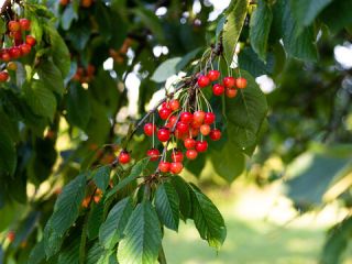 Cherries of very good quality. Ecological, derived from trees