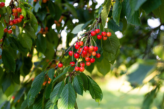 Cherries of very good quality