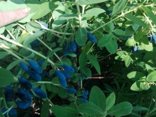 I will sell Kamchatka berry fruits, pure fruit from