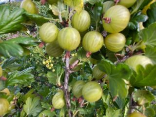 I will sell a large amount of gooseberries, Biały