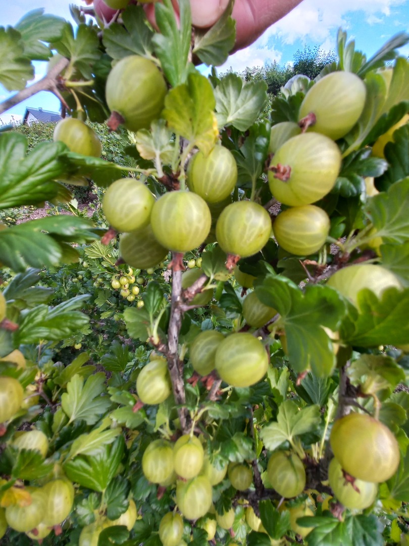 I will sell a large amount of gooseberries, Biały Triumf variety