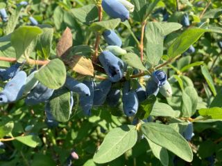 We are starting the harvester of haskap berries. We