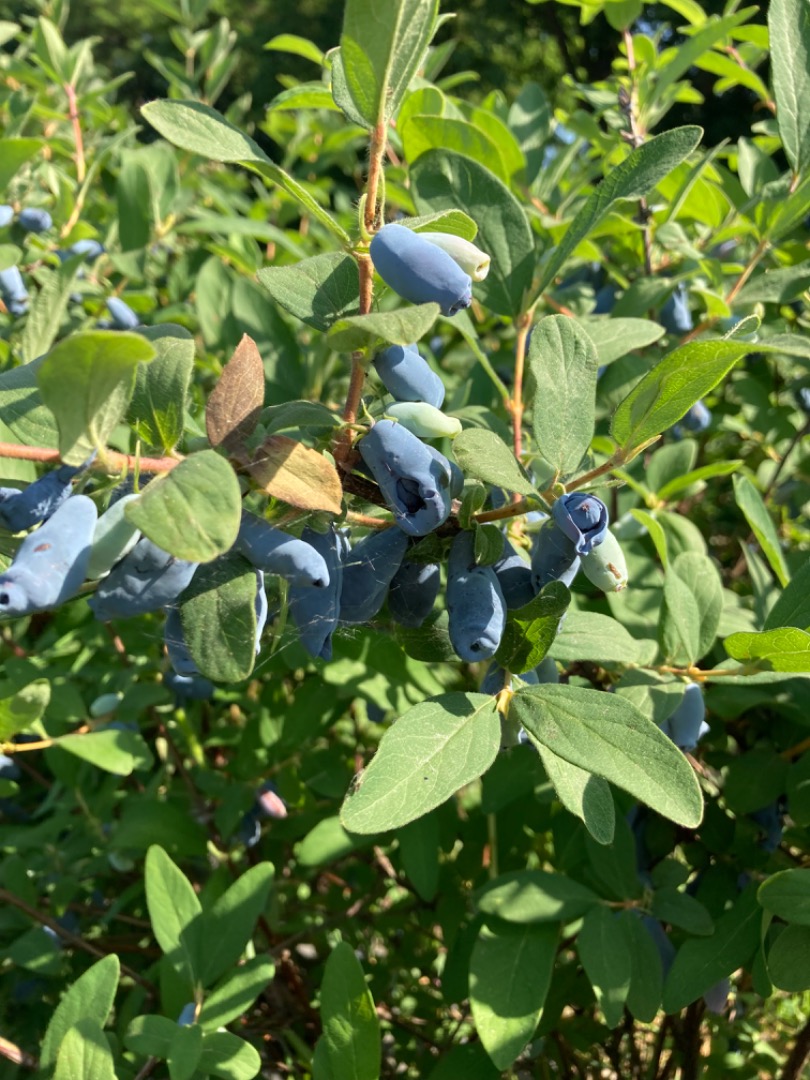 We are starting the harvester of haskap berries