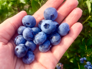 Fresh conventional blueberry. Harvesting from July to September. Available
