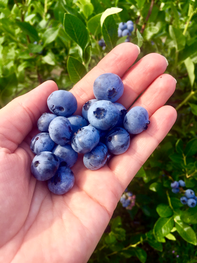 Fresh conventional blueberry