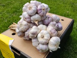Hello, fresh Harnaś garlic for sale. Caliber 5.5-6cm. Feel