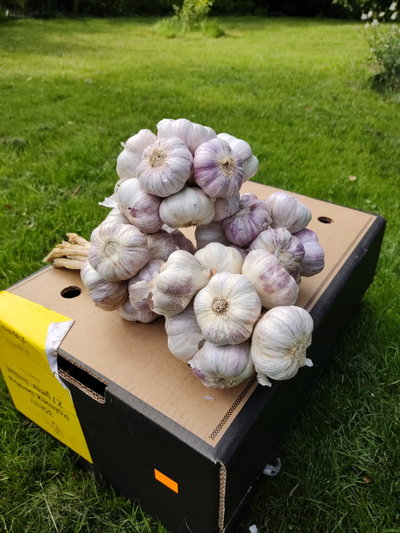 Hello, fresh Harnaś garlic for sale