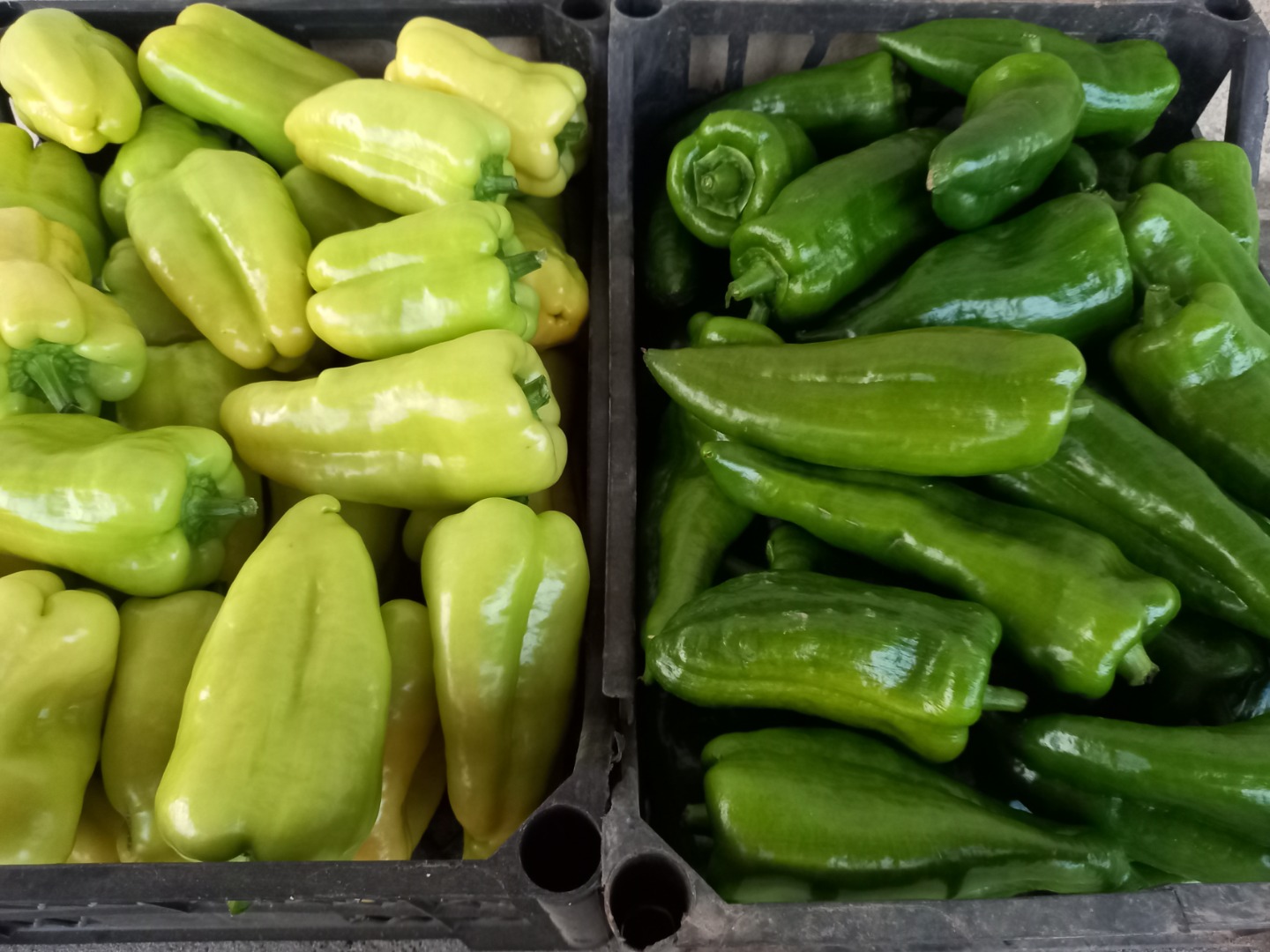 I'm selling yellow peppers, fat kapia