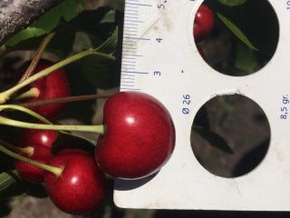 I am selling 26+ caliber cherries, Rep. Moldova, quantity