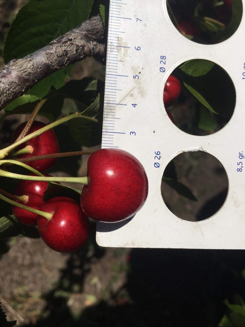I am selling 26+ caliber cherries, Rep