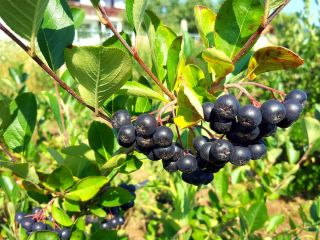 I am selling 7-8 tons of chokeberry, I want