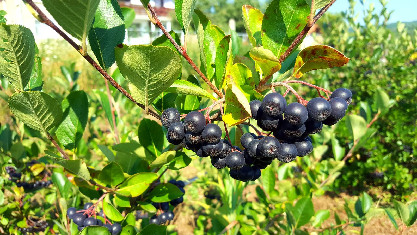 I am selling 7-8 tons of chokeberry, I want to know if there are any buyers! Price: 2.00 € / kg net Negotiable
