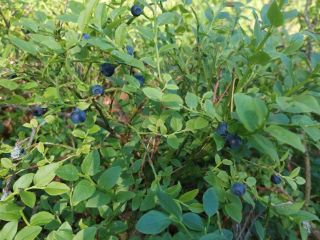 I will sell a delicious forest blueberry, price for