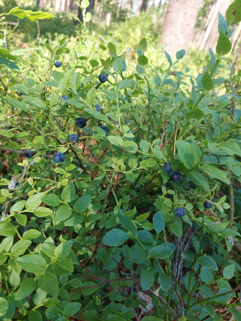 I will sell a delicious forest blueberry, price for 1 liter