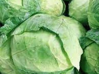 Manufacturer, We sell summer cabbage wholesale, starting with July