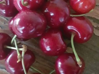 I will sell Moldavian cherries of the variety Moldavian