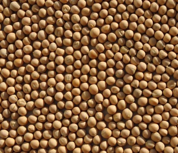 Yellow peas for sale with delivery! Whatsapp, viber