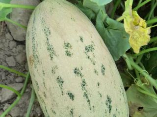 Sweet Uzbek Torpedo melons, DAP Delivery, with customs clearance!