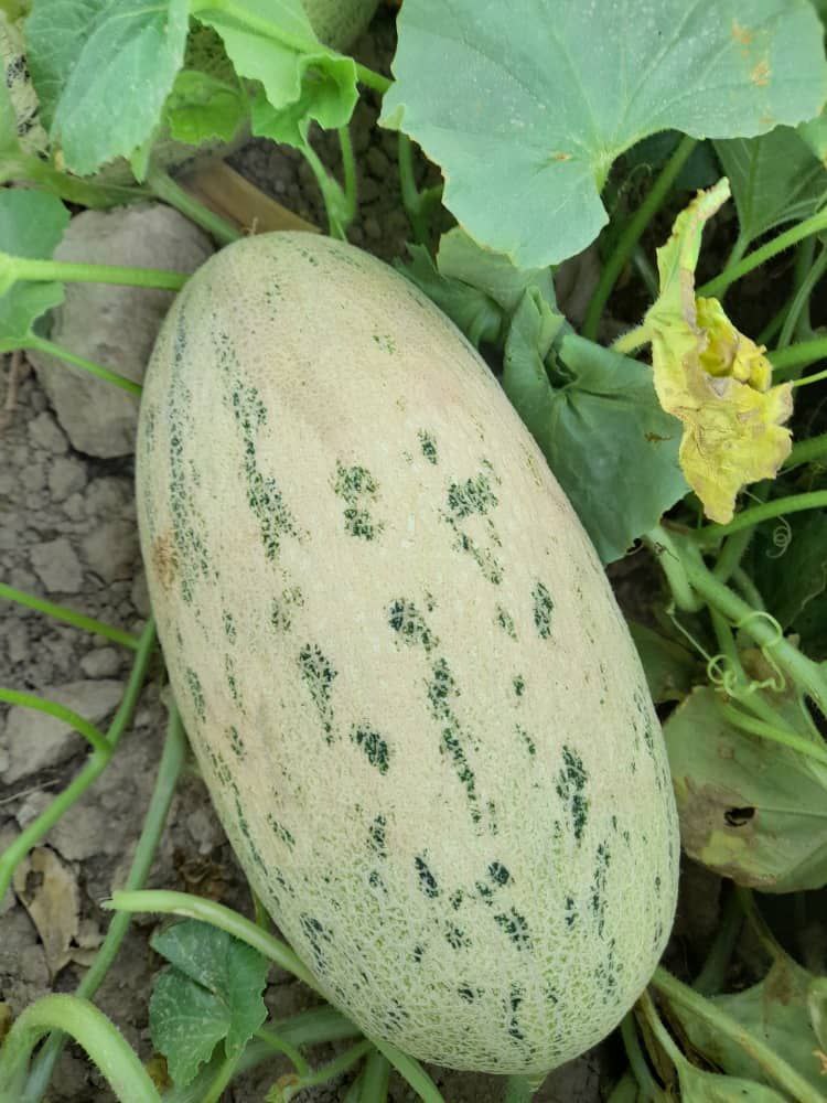 Sweet Uzbek Torpedo melons, DAP Delivery, with customs clearance!