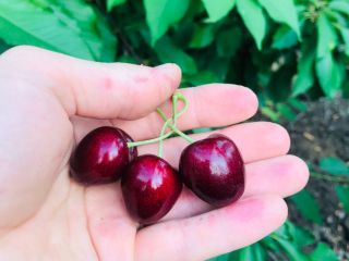 High quality cherries, 27+ caliber. Raised in a pure