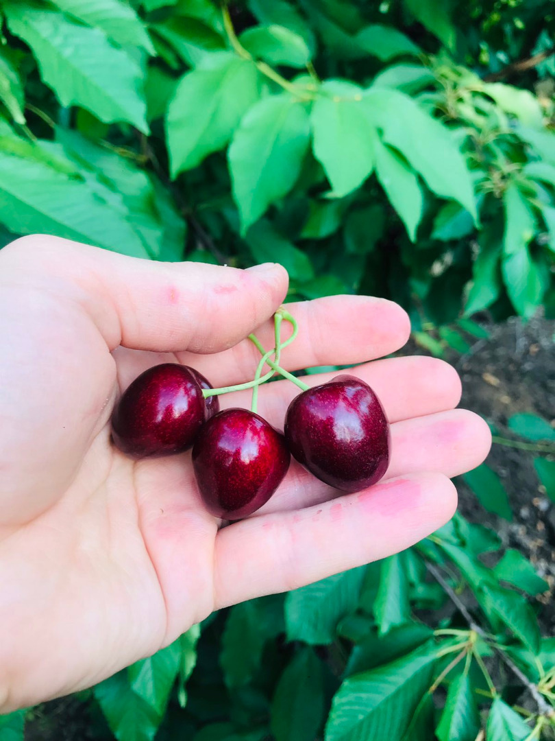 High quality cherries, 27+ caliber
