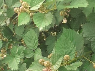 Organic blackberries of the best quality. Starting with 15