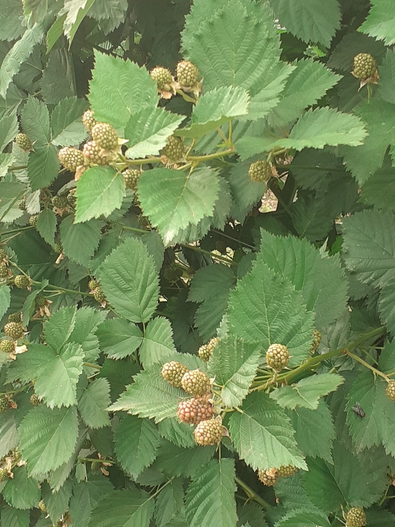 Organic blackberries of the best quality