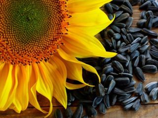 PRODUCT: SUNFLOWER, HARVEST 2021, PRODUCTION OF UKRAINE Humidity: not