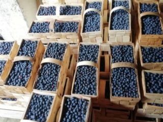 Hello. I am looking for wholesale buyers of blueberries
