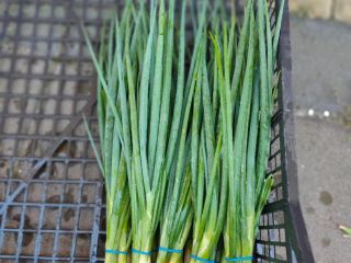 Onion with chives. A large bunch of 5-6 pcs.