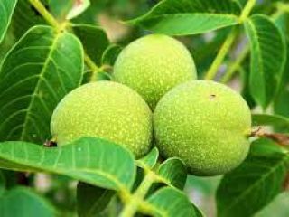 I recommend very nice green walnuts for tinctures and