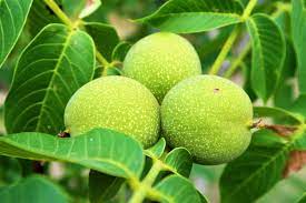 I recommend very nice green walnuts for tinctures and more