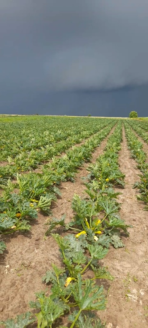 PRODUCER WITH EXPERIENCE OF OVER 15 YEARS, I OFFER QUALITY, WE GROW 2 VARIETIES OF PUMPKINS IZMALIA F1 AND ARDENDO F1 ...