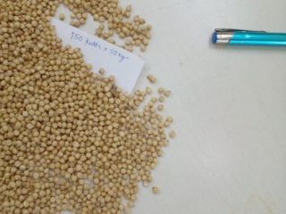 Hello Sir/Ma We sell Sorghum seeds, we have available